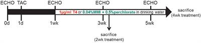 Protective Effects of Thyroid Hormone Deprivation on Progression of Maladaptive Cardiac Hypertrophy and Heart Failure